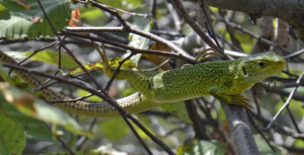 Lacerta viridis o bilineata?